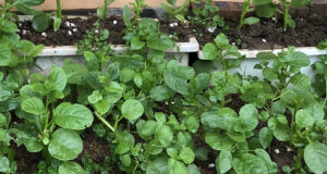 Read more about the article 3 không khi ăn rau mồng tơi