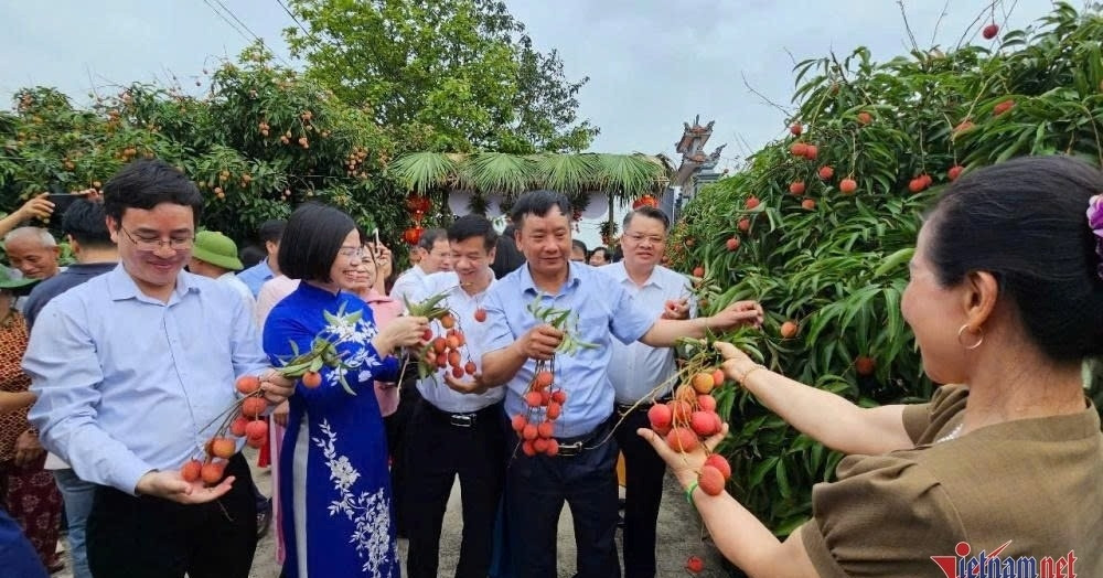 You are currently viewing 38.000 tấn vải thiều Thanh Hà sẵn sàng ra thế giới