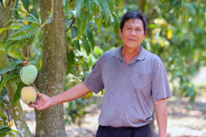 Read more about the article Giá xoài ‘khổng lồ’ giảm còn 3.000 đồng/kg, nông dân ở Khánh Hoà thua lỗ