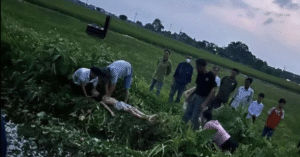 Read more about the article Ba học sinh ở Hà Nội bị điện giật khi gỡ diều, 1 em tử vong