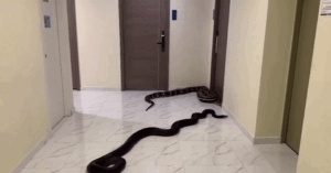 Read more about the article Bất lực vì hàng xóm nuôi chó, người đàn ông mua trăn ‘khủng’ về làm thú cưng