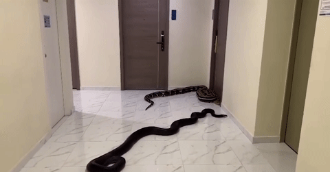 You are currently viewing Bất lực vì hàng xóm nuôi chó, người đàn ông mua trăn ‘khủng’ về làm thú cưng