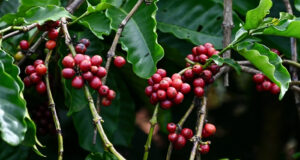 Read more about the article Một quốc gia chi tiền gấp 54 lần mua cà phê Việt, vượt cả Trung Quốc