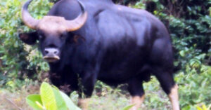 Read more about the article Bò tót húc tử vong nhân viên bảo vệ rừng