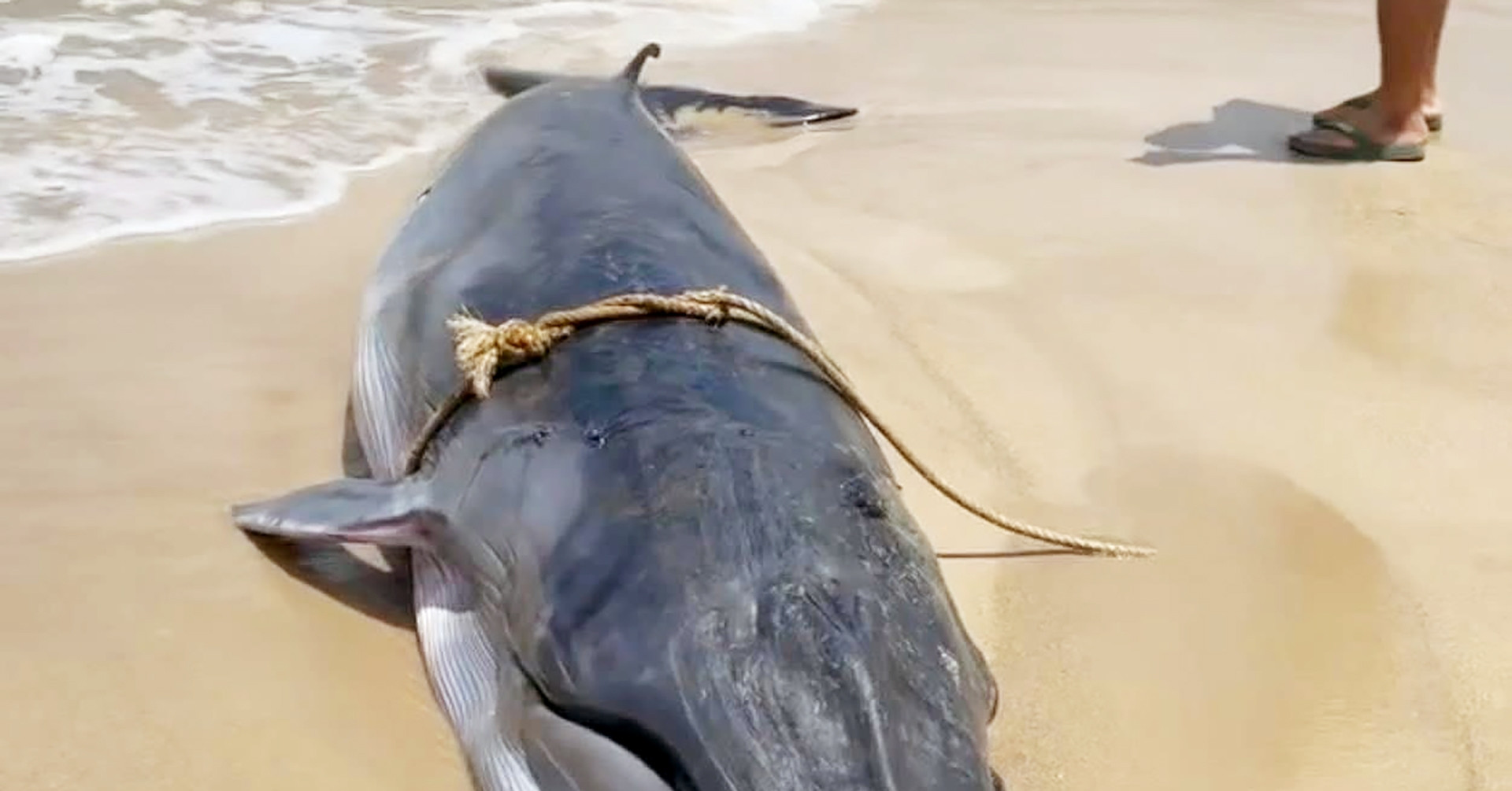 You are currently viewing Cá voi nặng 1 tấn mắc cạn ở biển Ninh Thuận