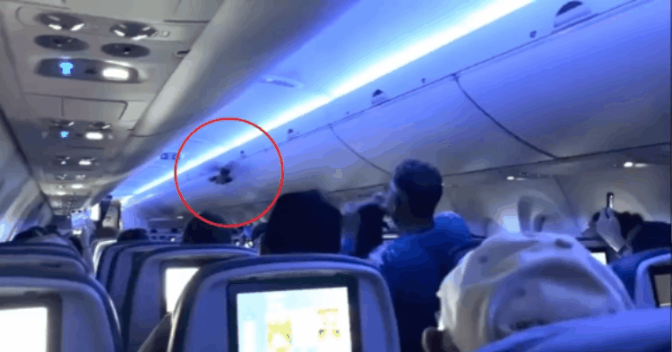 You are currently viewing Cặp chim câu gây loạn trên khoang buộc máy bay phải quay đầu