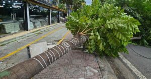 Read more about the article Cây xanh cao 15m bất ngờ đổ ra đường trung tâm TPHCM