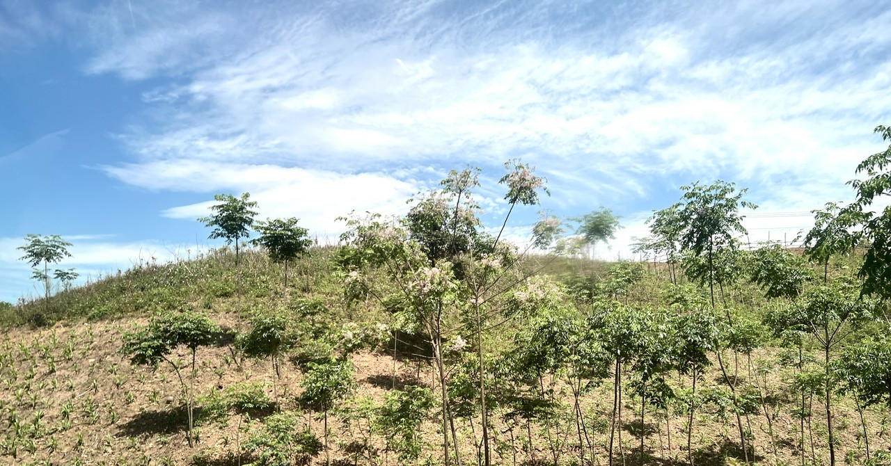 You are currently viewing Công ty lâm nghiệp miền núi vượt khó để phát triển rừng bền vững