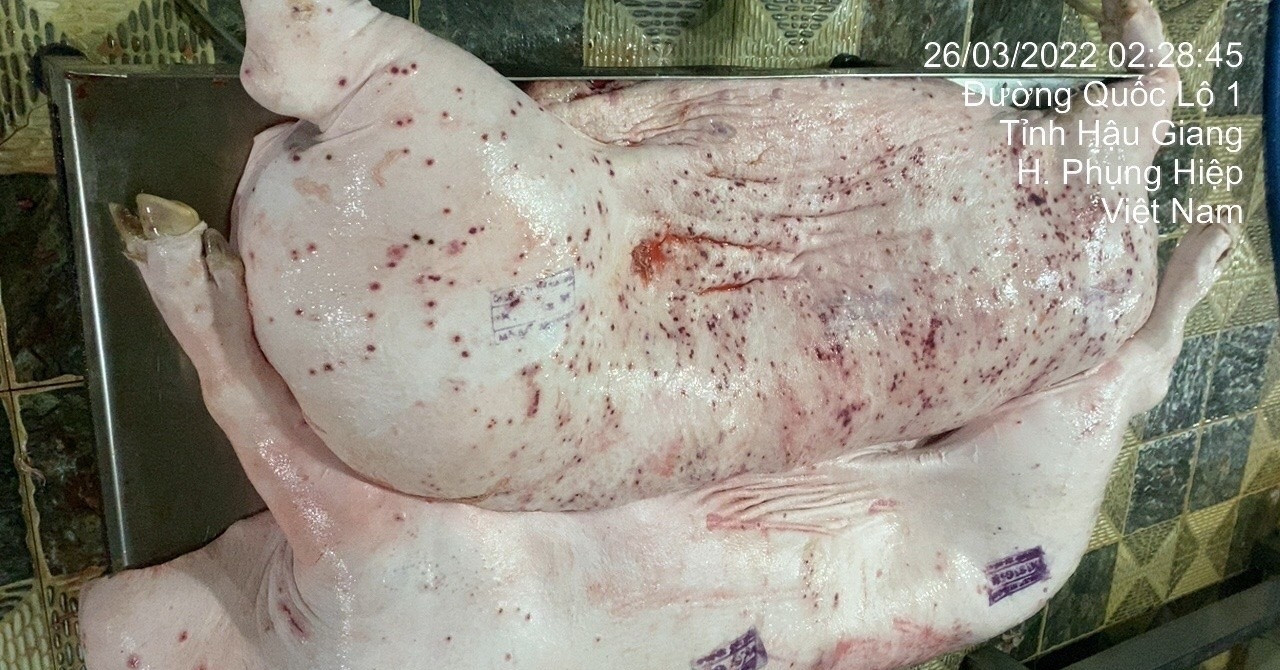 Read more about the article C.P. Việt Nam lên tiếng về thông tin trà trộn lợn chết để bán ra thị trường 