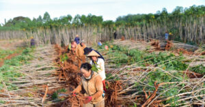 Read more about the article Dấu ấn Ajinomoto trên những cánh đồng khoai mì năng suất