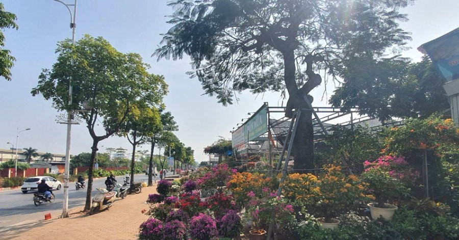 You are currently viewing Hộ kinh doanh bán hoa, cây cảnh bị áp những loại thuế nào?