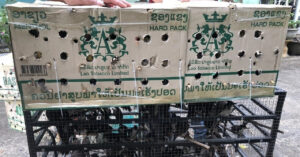 Read more about the article Khách mang chim đến quán cà phê ở Huế phải chứng minh nguồn gốc