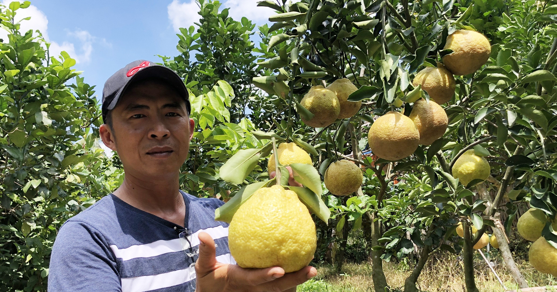 You are currently viewing Múi giống bưởi, vỏ ăn được, màu vàng như chanh Mỹ