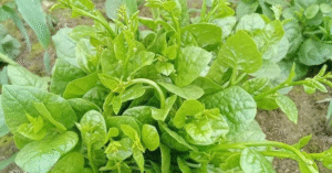 Read more about the article Rau mồng tơi có tốt không? Những người không nên ăn rau mồng tơi