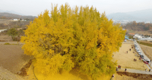 Read more about the article Ngôi làng có ‘báu vật’ hơn 800 năm, thu hút hàng nghìn du khách mỗi ngày