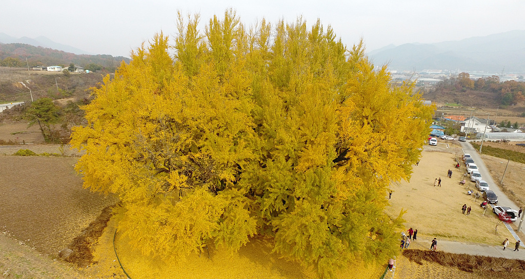 You are currently viewing Ngôi làng có ‘báu vật’ hơn 800 năm, thu hút hàng nghìn du khách mỗi ngày