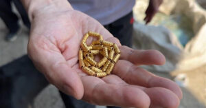 Read more about the article Nhân viên vệ sinh nhặt được trang sức vàng hơn 80 triệu đồng trong đống rác