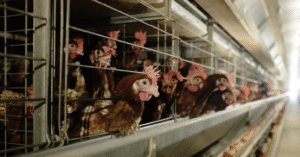 Read more about the article Ông lớn’ chăn nuôi Việt thắng lớn, tăng tốc chiếm lĩnh thị trường 33 tỷ USD