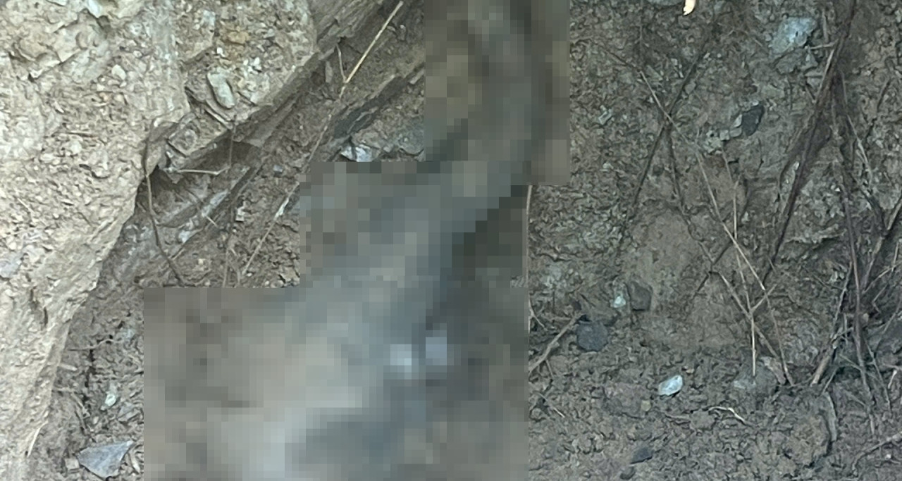 You are currently viewing Phát hiện voi con thuộc loài nguy cấp chết dưới giếng ở Đồng Nai