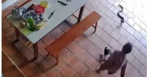 Read more about the article Phút nhanh trí của cụ bà 96 tuổi ở Nghệ An bị rắn hổ mang lao vào tấn công