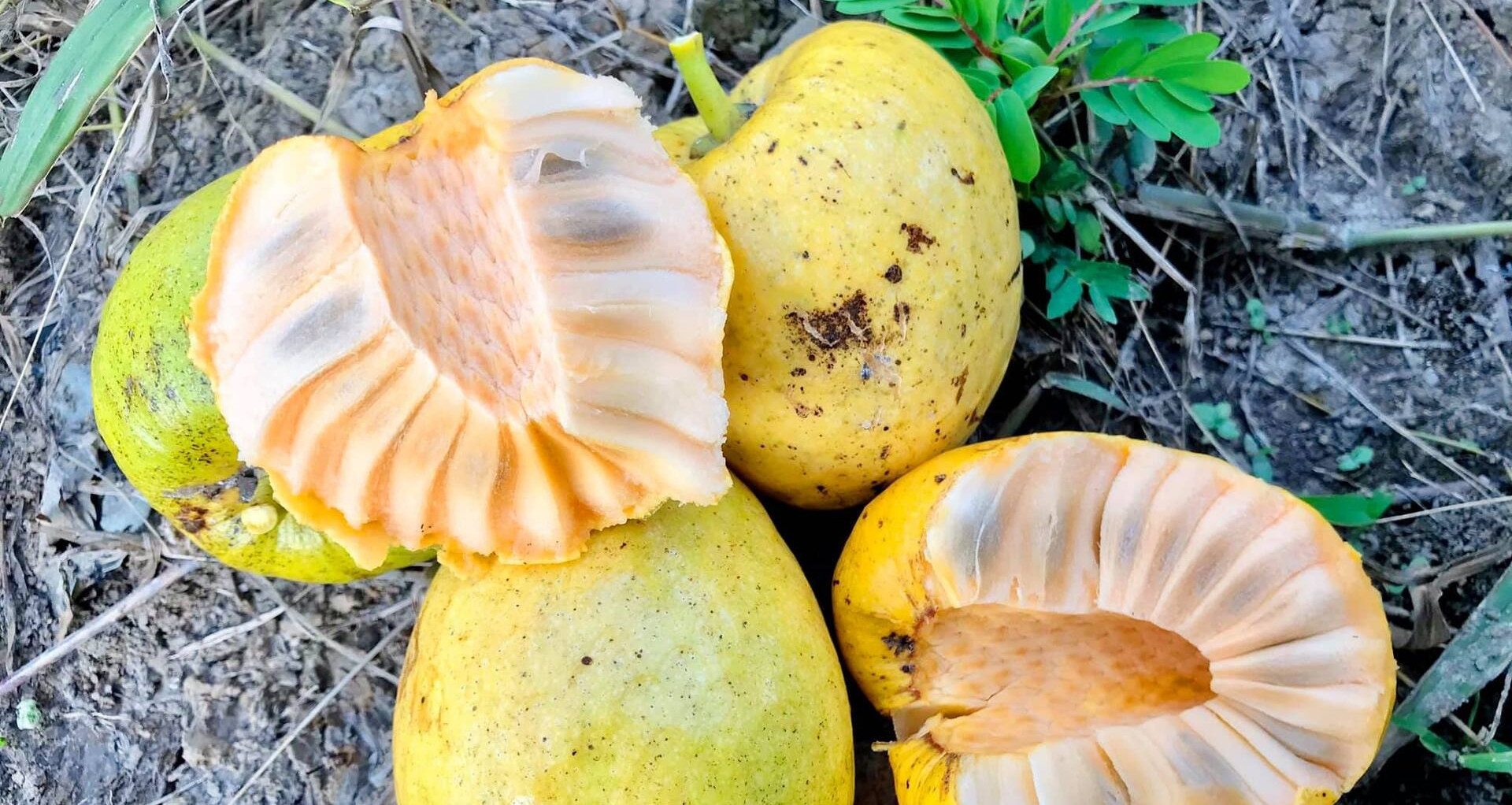 You are currently viewing Quả dại vàng ươm, thơm nức, xưa rụng đầy gốc nay phải ‘săn lùng’ mới có