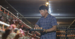 Read more about the article Giá trứng gà giảm còn 1.300 đồng/quả, người nuôi cầm cố hết ‘sổ đỏ’