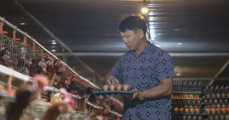 You are currently viewing Giá trứng gà giảm còn 1.300 đồng/quả, người nuôi cầm cố hết ‘sổ đỏ’