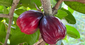 Read more about the article Quả ở miền Tây ‘nửa roi, nửa điều’, ăn thơm ngon, có tiền cũng khó mua