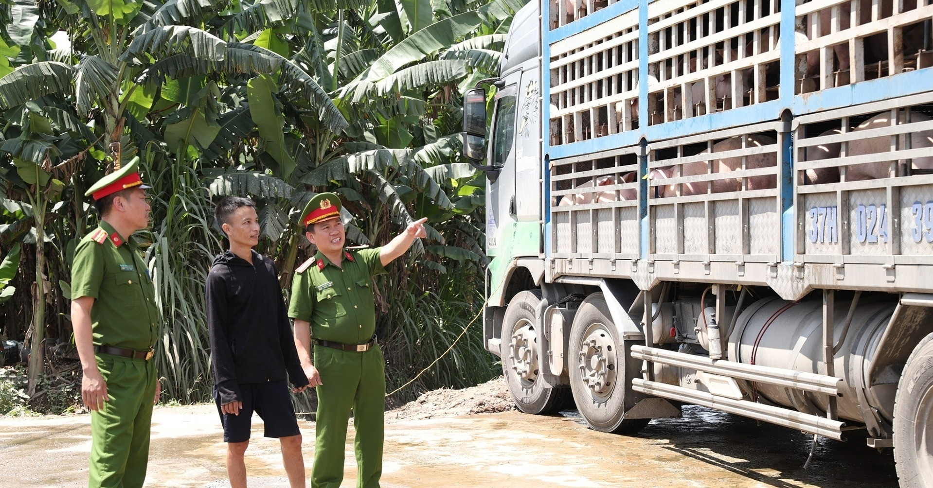 You are currently viewing Rùng mình xe tải chất đầy lợn nhiễm dịch đi tiêu thụ, nhiều con chết bốc mùi