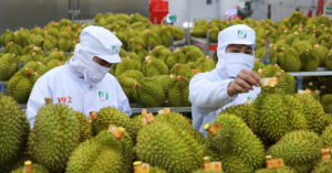 Read more about the article Thủ tướng chỉ đạo thúc đẩy xuất khẩu vải, sầu riêng chính ngạch sang Trung Quốc