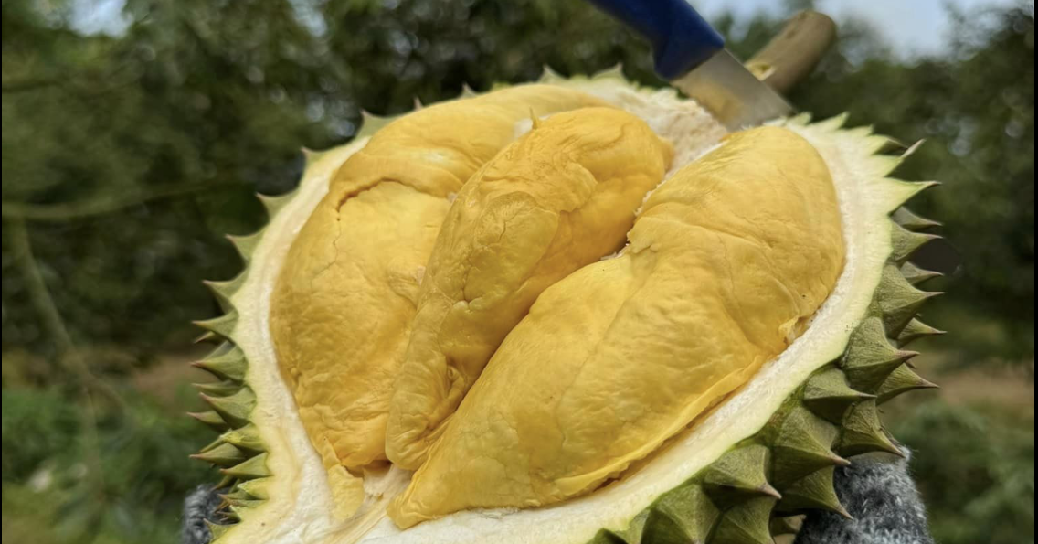 You are currently viewing Tỉnh nào được mệnh danh là ‘thủ phủ sầu riêng’ của Việt Nam?