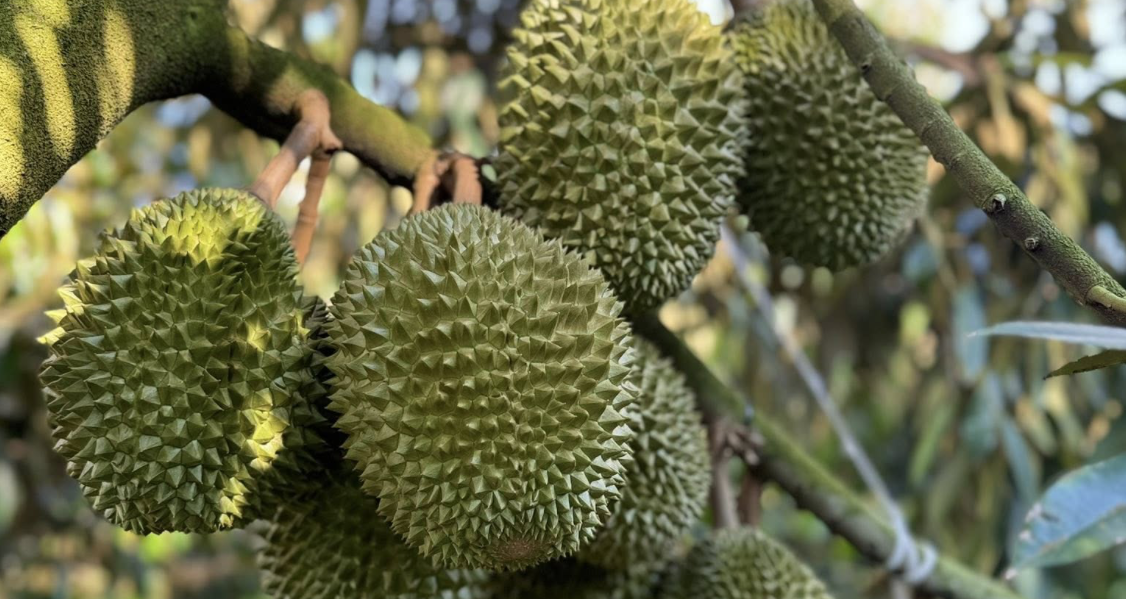 You are currently viewing Trung Quốc thống nhất gỡ vướng xuất khẩu sầu riêng Việt Nam, sẽ có ‘luồng xanh’