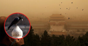 Read more about the article Vì sao sau 23h Tử Cấm Thành lại hút đầy quạ đen?