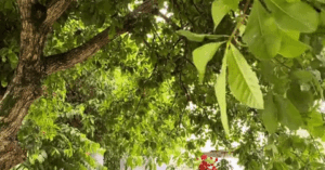 Read more about the article Video khách bì bõm lội nước đi ăn cưới ở Hà Tĩnh gây sốt mạng xã hội