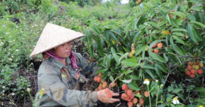 Read more about the article Vợ chồng người phụ nữ Cao Lan biến vùng đất khô cằn thành vườn vải tiền tỷ