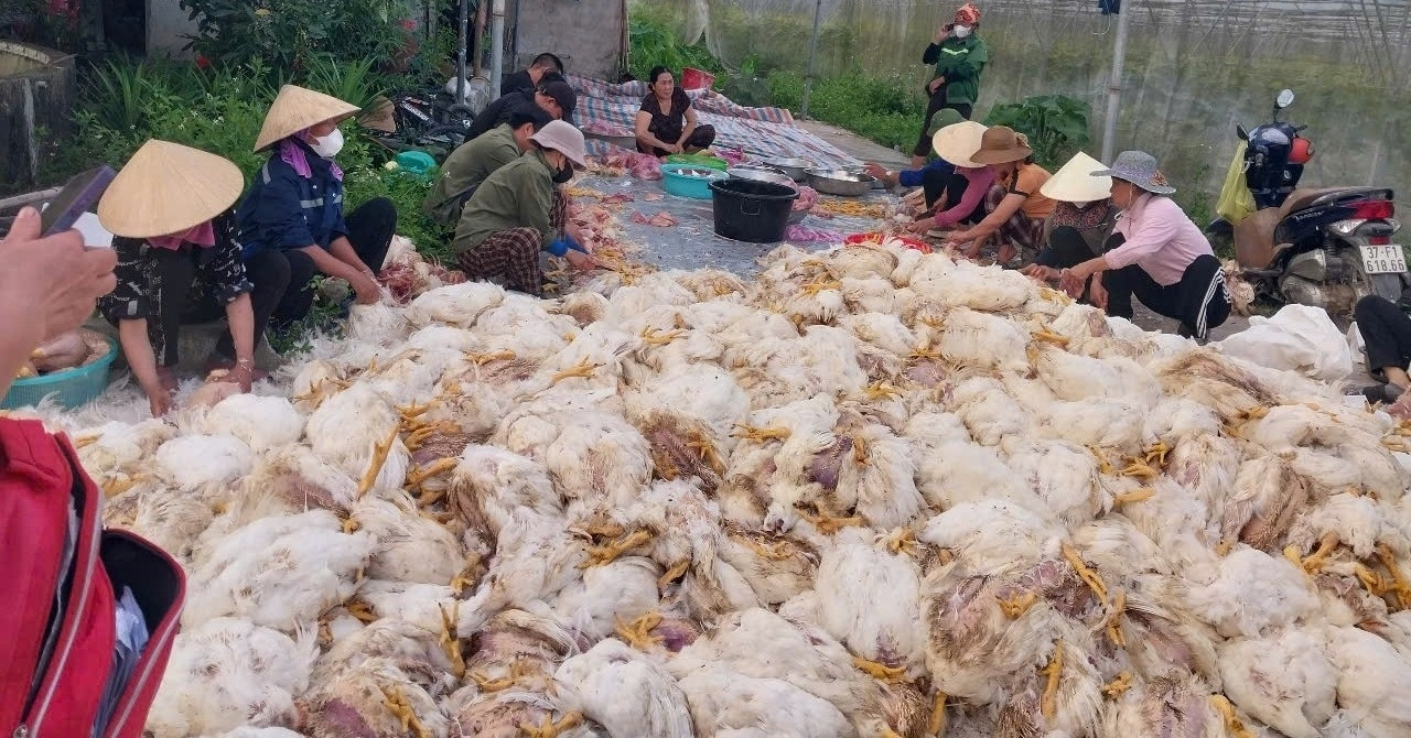 Read more about the article 10.000 con gà đột ngột chết ngạt, trăm người giúp chủ trại làm thịt
