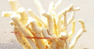 Read more about the article 3 tác dụng của củ đinh lăng, 2 lưu ý khi dùng