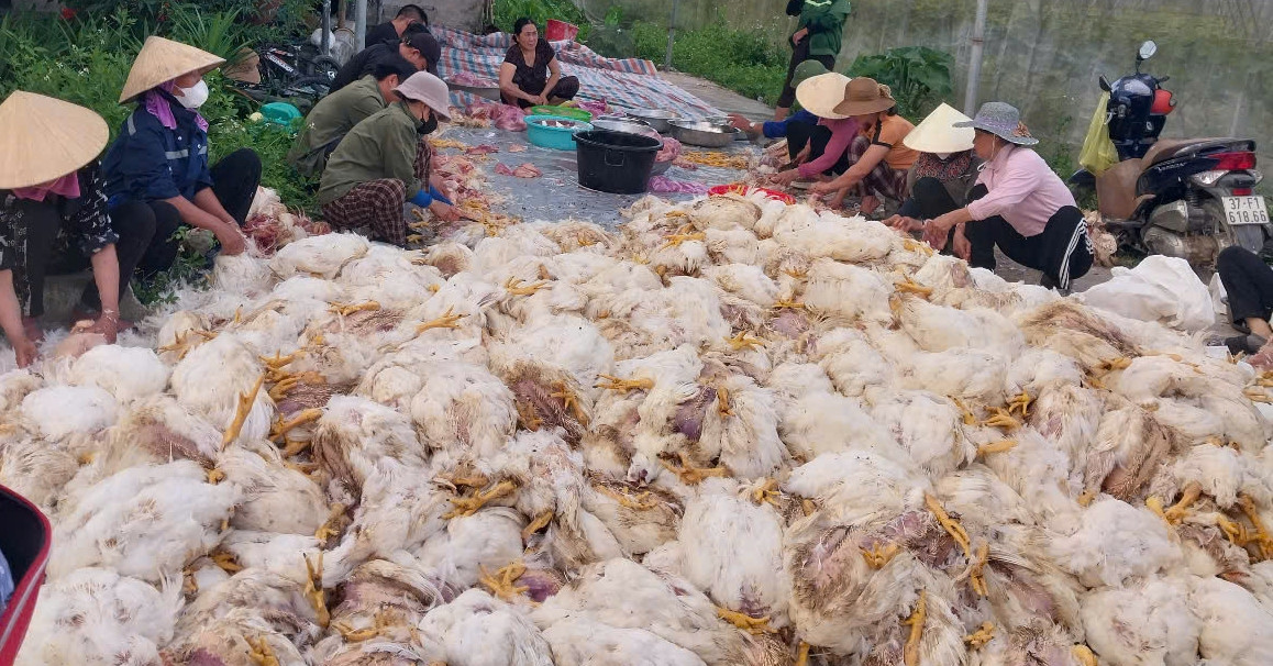 Read more about the article Bản tin sáng 8/6: 10.000 con gà chết ngạt, trăm người giúp chủ trại làm thịt