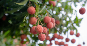 Read more about the article Cấp cứu 2 người bị gãy 5 xương sườn, lún xẹp đốt sống vì tai nạn khi hái vải