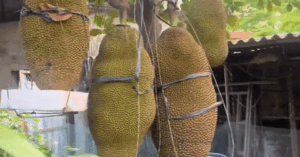 Read more about the article Cây mít ở Ninh Bình ra loạt quả ‘khủng’, chủ nhà lo gãy cành, phải làm giá đỡ