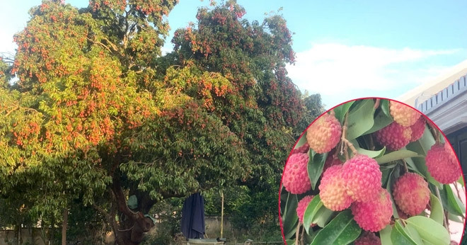 You are currently viewing Cây vải 150 tuổi ở Đà Nẵng sai trĩu quả, giữ ký ức 5 thế hệ gia đình