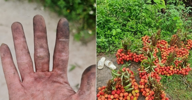You are currently viewing Chàng trai Hải Phòng khoe đôi tay đen sì vì bẻ vải, có ngày thu hoạch vài tạ