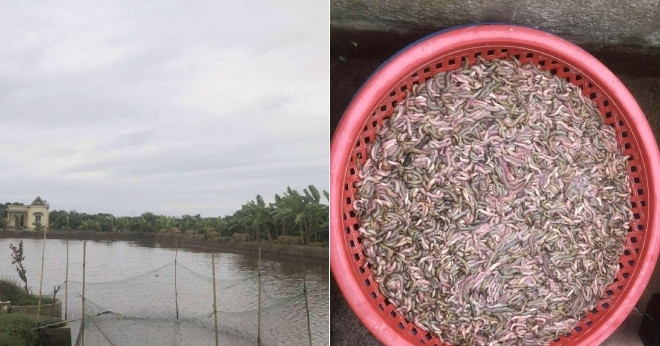 You are currently viewing Chủ đầm giăng lưới bắt con nhiều người sợ nhưng là đặc sản đắt tiền, ăn ngon