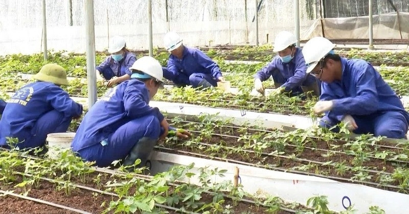 You are currently viewing Cú ‘bẻ lái’ cấp mã vùng trồng sâm Ngọc Linh, phó chủ tịch tỉnh yêu cầu làm rõ