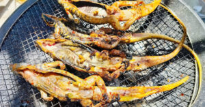 Read more about the article Đặc sản 4 chân đuôi dài thượt ở Bình Thuận, thịt săn chắc, ngọt thơm hơn thịt gà