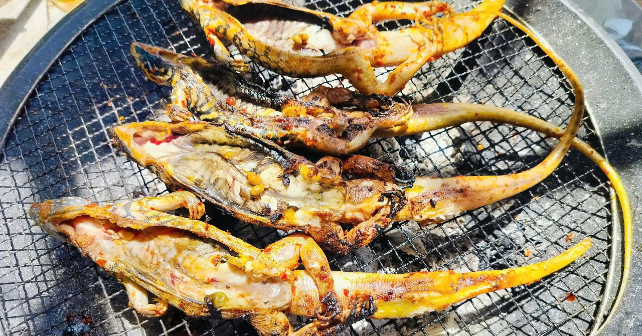 You are currently viewing Đặc sản 4 chân đuôi dài thượt ở Bình Thuận, thịt săn chắc, ngọt thơm hơn thịt gà