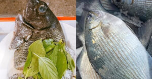 Read more about the article Đặc sản Lý Sơn có tên đáng sợ, thoắt ẩn thoắt hiện, có tiền cũng khó mua