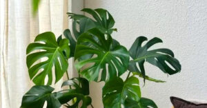 Read more about the article Đặt đúng 4 chậu cây này khiến nhà rộng bất ngờ mà không cần đập phá