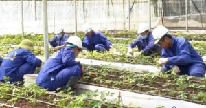 Read more about the article Diễn biến mới vụ cấp mã vùng trồng sâm Ngọc Linh đối với công ty rượu ở Kon Tum