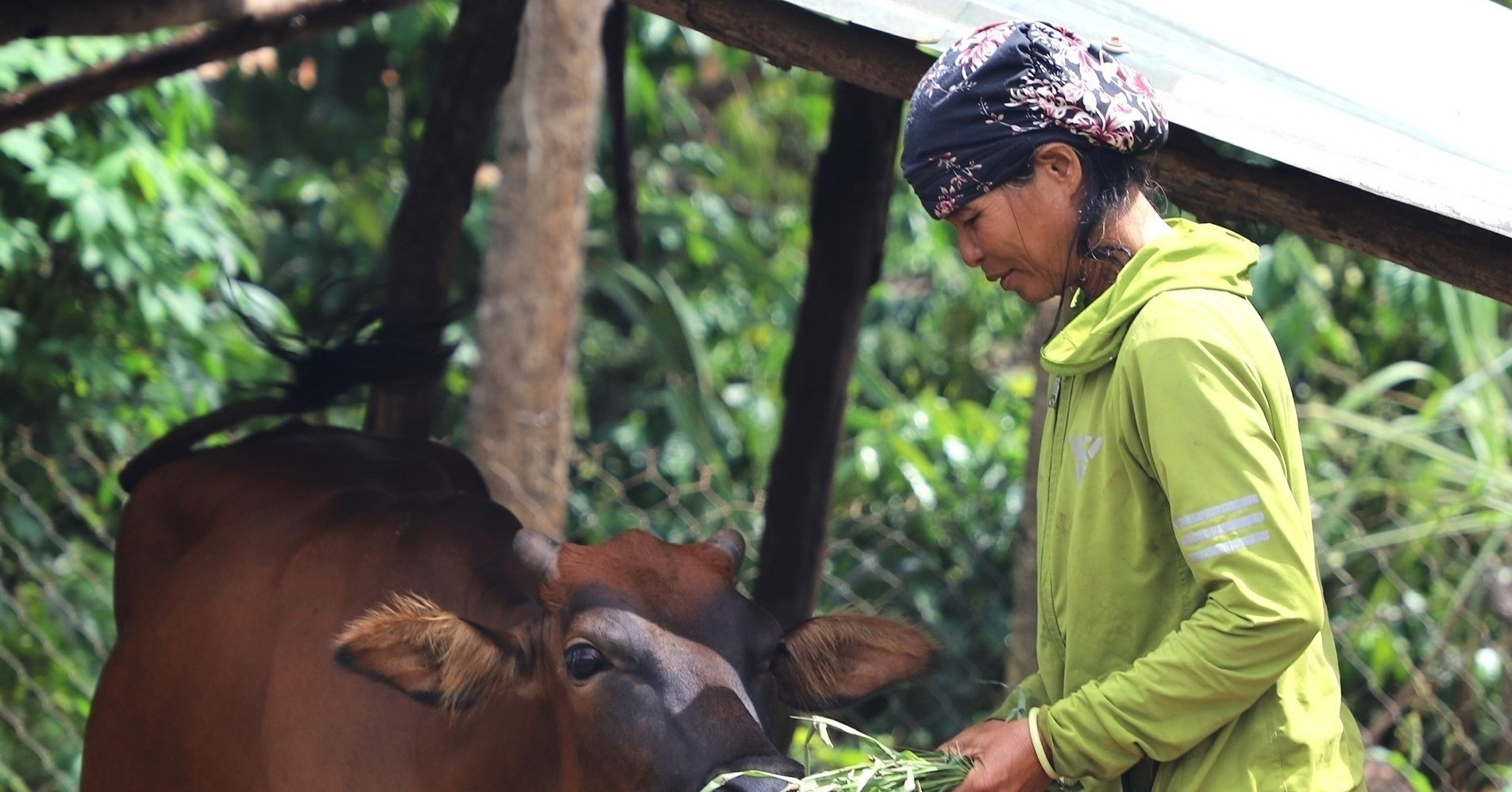 Read more about the article Gia đình tôi đã thoát nghèo rồi!